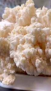 13K views · 262 reactions | ‍Comb Tooth (Hericium americanum) is a saprophytic mushroom, feeding mainly on dead trees, and it prefers hardwoods such as oak, beech, and maple. Hericium americanum means American hedgehog in Latin. More info in the pinned comments. ‍ #mushrooms #combtooth #hericium #lionsmane | Learn To Grow | Facebook