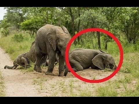 Elephants Gets Drunk After Eating Marula Fruit
