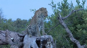 5.8K views · 93 reactions | It was such a special moment when we found this beautiful female Leopard called Bokamoso showing off her beauty and then finally lying down on the fallen tree. #leopard #safari #krugernationalpark #pondorogamelodge | Pondoro Game Lodge | Facebook