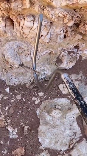 3.5K views · 26 reactions | Baby Grand Canyon Rattlesnake #snake #Short | Video Snake | Facebook