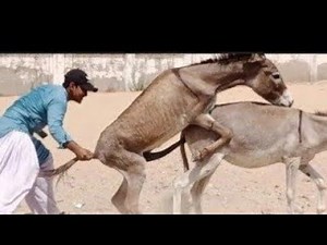 "Comprehensive Guide to the Dunkey Breeding Process" complete breeding process