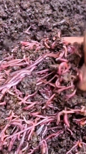 S Ghosh | Neem Cake Powder – 5 Best Benefits for Plants 🌿 | Gardening Zone Neem Cake Powder is one of the best organic solutions for a healthy... | Instagram