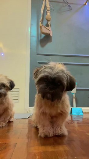 AvaryAmberxx Scandal and Baby Berlin: A Deep Dive Into the Controversy