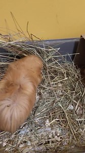 Nova Scotia SPCA - Yarmouth Shelter on Reels