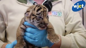 2.6K views · 136 reactions | The Jacksonville Zoo and Gardens is...
