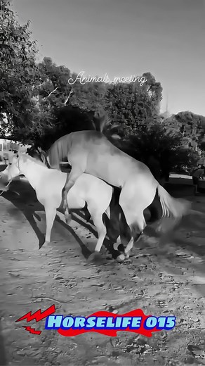 Amazing Horse Breeding Today Full video #horse #horsebreeding #breedinghorse #viralhorse #todaybreedinghorse #viralbreeding #tiktok