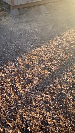 Cattle dogs!! #puppies #dogs #cute