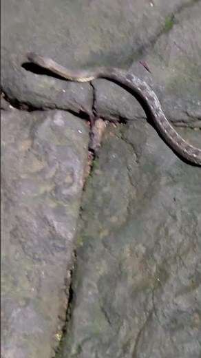 Buff Striped Keelback Snake Spotted! #Shorts