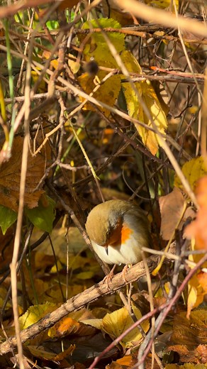 Sleepy Robin 🐦🥱😴🌙🍂 #robinbird #cuteanimals #chirpchirp #birdwatching #reelsviral #nature #beautifulbirds #autumn #birdsofinstagram | Mira Schöttner