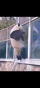 There is a giant panda, Meng Lan, who is known as the naughtiest giant panda in the Beijing Zoo. Because he’s always trying to escape from the house. | China Report ASEAN