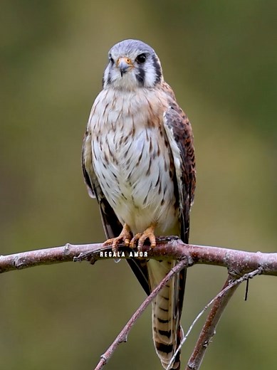 conocen esta ave?.... no creo #naturaleza #aves #pajaros