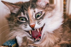 Is Your Cat a Psychopath? Probably, Researchers Say