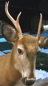 6.7K views · 27 reactions | Caught red-hooved: A homeowner shooed away a buck munching on her holiday arrangement. | The Columbus Dispatch | Facebook