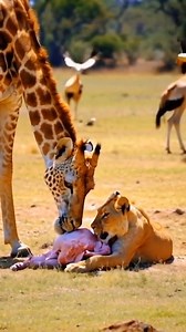 #wildlifephotography #wildlife #wildlifephotographer #animalphotographer #wildlifepictures #wildlifelovers | Londolozi Game Reserve