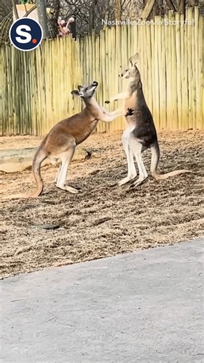 Witness the hard-hitting action as boxing kangaroos spar at Nashville Zoo! 🥊🦘 | storyful