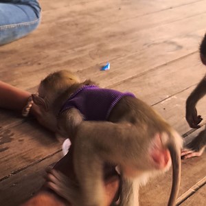 1.5K views · 17 reactions | Monkey, Abu and Zuli's daily activities 05, Funny monkey | Mr Abu | Facebook