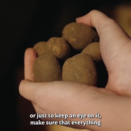 44K views · 510 reactions | Welcome To Our Cheese Cave & Root Cellar! | Homesteading Family | Facebook