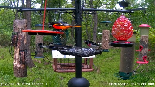 The tropical birds have been very active on our bird feeder stations lately. They are nesting and need lots of energy from the feed we put out so this is a great time to see what shows up. This morning we had 3 male rose-breasted grosbeaks and a Baltimore oriole all show up at once on PA Bird Feeder 1. Here are links to our 4 feeding stations: https://pixcams.com/pa-bird-feeder-1/ https://pixcams.com/pa-bird-feeder-2/ https://pixcams.com/pa-bird-feeder-3/ https://pixcams.com/lujiigarden-bird-fee