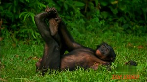 Monkey Mating Like Human - animals in the world