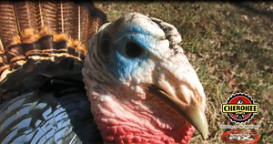 Realistic, and affordable! Cherokee Sports decoys get the job done! You'll be amazed at how easily they move! #CherokeeSports #BillyBadAct2 #HairyHeads #PhotoPrintRealism #Effective #Affordable #LightWeight | Whitetail Fix