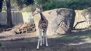 We are excited to announce the arrival of a 13-year-old female giraffe! At 2,100 pounds and 16 feet tall, you can spot her on the African Savanna by her distinctive dark center ossicone and her striking thick white lines. She is a very thoughtful giraffe and interested in her enrichment, especially mirrors and wind chimes, and has already made leaps and bounds in her training. Come out and see her, along with Eve, Barbro, Sarah and Ingrid, soon! | San Francisco Zoo