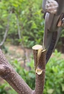 Grafting technique ☺ | Habibi Book