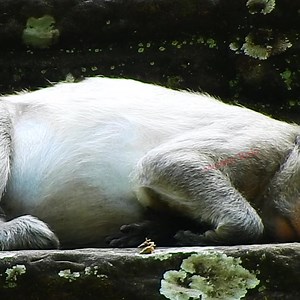 Update Newday.. Jade Monkey Almost Drink Own Milk To Show Spoiled Jinx Monkey Stop Wishing More Milk. | Monkey RoJo