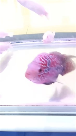 1.3K views · 49 reactions | Female Kamfa Flowerhorn | Golden FISH Store | Facebook