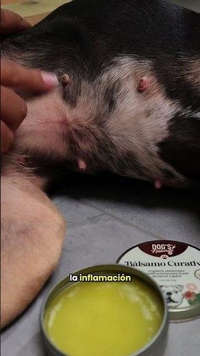 Cómo curar la sarna en perros | Kit Fusión Curativa Dog’s Natural Care