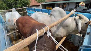 136K views · 1.6K reactions | Kenangan Manis Bontong Kusumo - Sapi Jumbo Setia Farm | SETIA FARM | Facebook