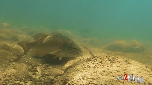 It is crazy how fast a bass can suck in a bait!! | Wired2Fish