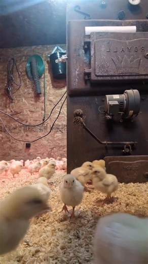 Hemlock Creek Farms on TikTok