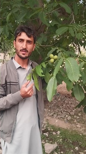 Walnuts On Tree | Darakht Par Lagay Akhrot | Akhroat Ka Darakht | Walnut Tree