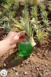 Amazing Plant Ideas 🌴🌴🌴 | Farming Techniques