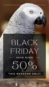 Shop our Black Friday SALE! https://birdtricksstore.com/collections/black-friday-2022 | BirdTricks