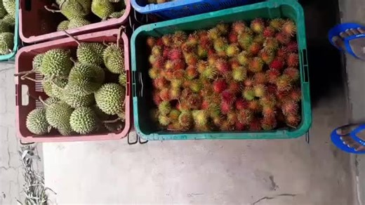 Fruitsbaskets.co.uk on TikTok