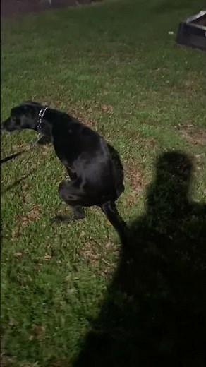 Dog with explosive diarrhea 😂💩