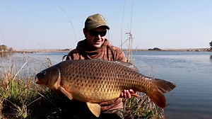 Jaco managed to single out the larger carp fishing Hinge-stiff rigs on the edge of the grass as a single hookbait. Nailing a chunk in its comfort zone. Fish number 2 of the session and his session was made. Jaco builds his Hinge-stiffs utilizing Illusion 30 lbs. to the Flexi Ring Swivel, and finishes it off with Rigidity to a Size 6 Stiff Rig Straight point hook for the chod section. #foxculture #foxchunk #foxterminaltackle #foxedges #foxsa_squad #foxofniks #foxinternational #foxinternational_sa