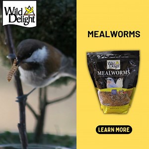 The male Eastern Bluebirds are a brilliant royal blue on the back and head, and warm red-brown on the breast. The females rock a more elegant look, sporting more gray and tan with blue tinges in the wings and tail. It doesn't often come to feeders, unless you have feeders that provide mealworms. Try mixing in our adding our Mealworms bag to attract them: https://www.wilddelight.com/products/mealworms/ | Wild Delight