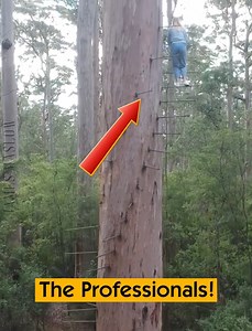 The Professionals! | James Maslow