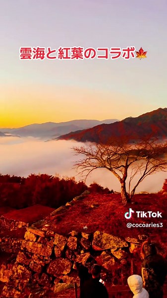 雲海と紅葉🍁 #竹田城跡 #雲海 #紅葉