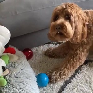 Stop teasing me Babble Ball😂 . . . . Cute 📷 Hello Ruby Doodle | Pet Qwerks Toys