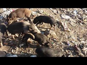 LIVE PIG SEX : Long Time Mating