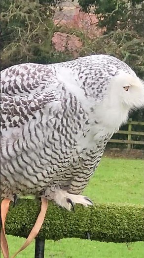 SNOWY OWL IN TRAINING