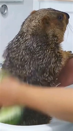 Marmot take shower #marmot #pet #animal #animals #asmr #fyp | Desapego Jessy Millena