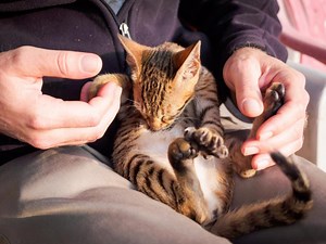 Why Some Cats Suck Their Paws (& What to Do About It) | LoveToKnow Pets