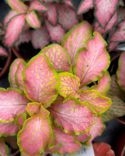 Creekside Gardens on Reels