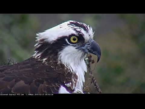 Osprey Calls And Preens In Foggy Savannah, Georgia – Feb. 21, 2019