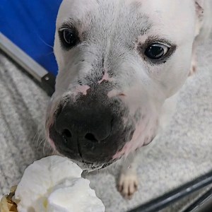 Animal Charity of Ohio on Reels