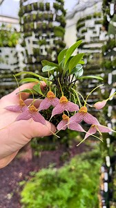 When you’ve successfully grown a Masdevallia decumana for a few years, it starts putting on a HELL of a show! This one seems happy to grow in Summer and bloom in Winter, just about perfect for those conditions we have in Belgium! #masdevallia #orchid #miniatureorchid #orchidlover #orchidsofinstagram | Tropiscape Orchids